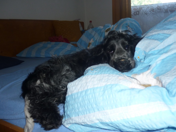 Berry 16.7.2010 (9).jpg